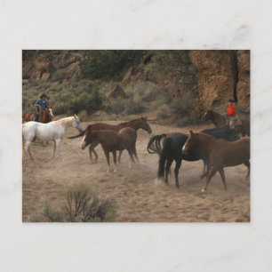 Carte Postale Cheval Herding