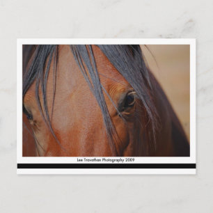 Carte postale Cheval - impression LT