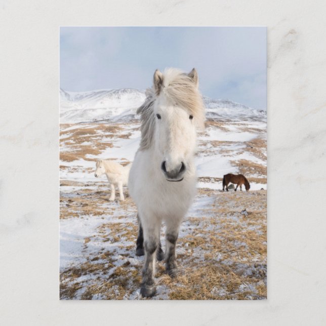 Carte Postale Cheval islandais blanc, Islande (Devant)
