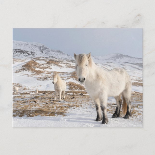 Carte Postale Cheval islandais | Blonduos, Islande (Devant)