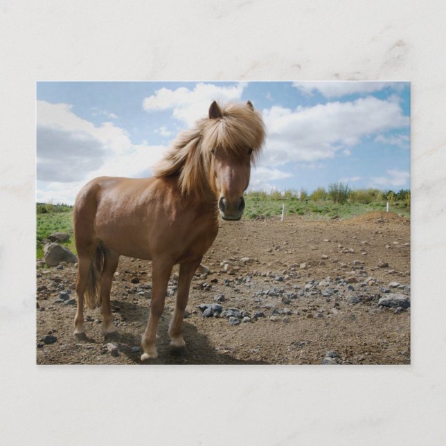 Carte Postale Cheval islandais II (Devant)