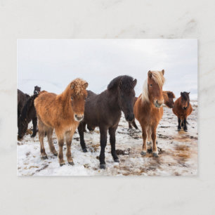 Carte Postale Cheval Islandais Pendant l'Hiver Islande