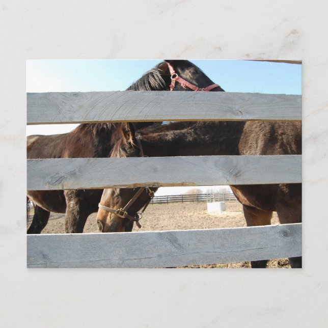 Carte Postale Cheval Jouer Corne (Devant)
