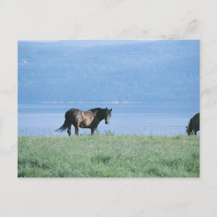 Carte Postale Cheval, lac et paysage de montagne