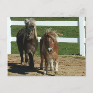 Carte Postale Cheval miniature adorable
