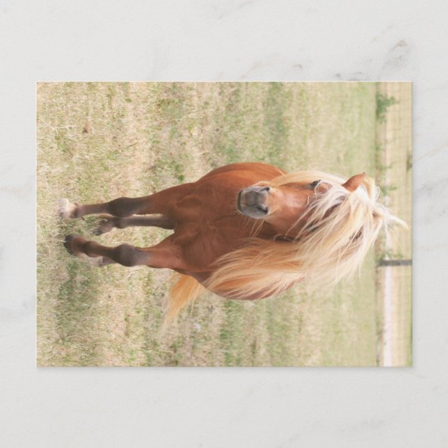 Carte Postale Cheval Miniature Avec Un Mane Complet (Devant)