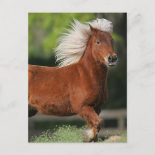 Carte Postale Cheval miniature debout