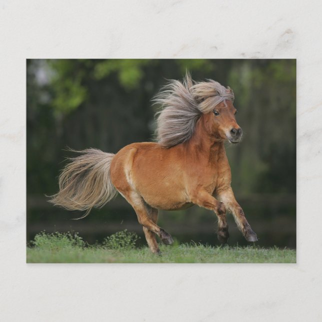 Carte Postale Cheval Miniature En Course (Devant)