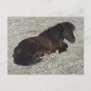 Carte Postale Cheval Miniature Shettland Pony Stallion Animal