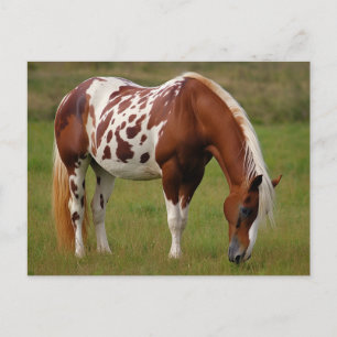 Carte Postale Cheval Mustang Pinto grassouillet