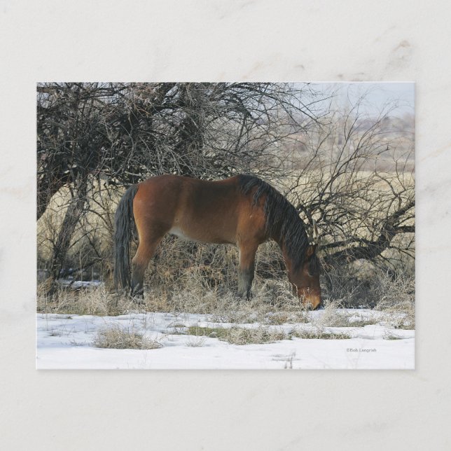 Carte Postale Cheval Mustang sauvage dans la neige 1 (Devant)