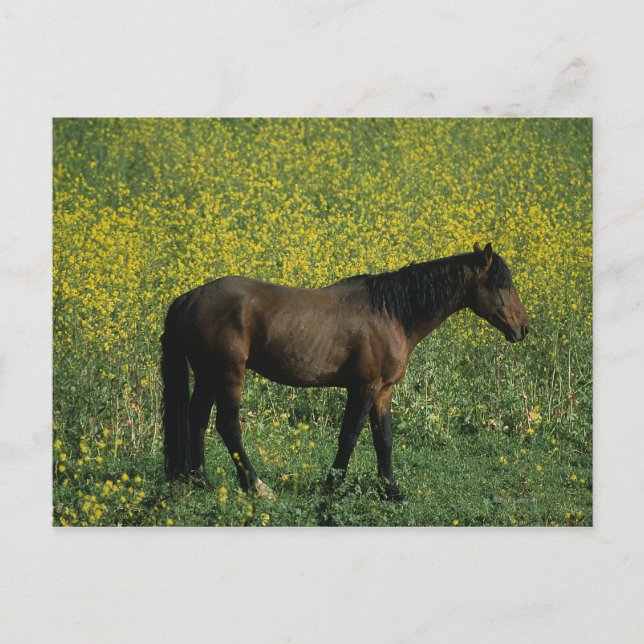 Carte Postale Cheval Mustang sauvage debout en fleurs (Devant)