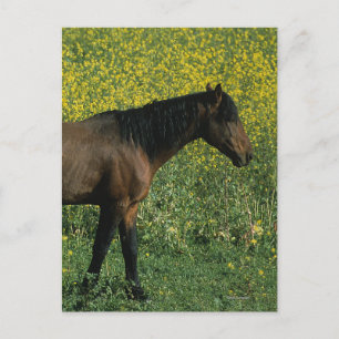 Carte Postale Cheval Mustang sauvage debout en fleurs