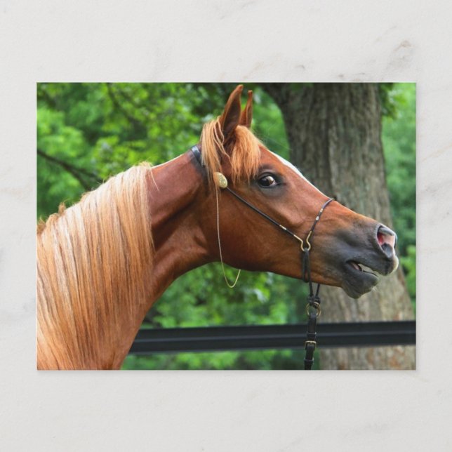 Carte Postale Cheval National Show (Devant)