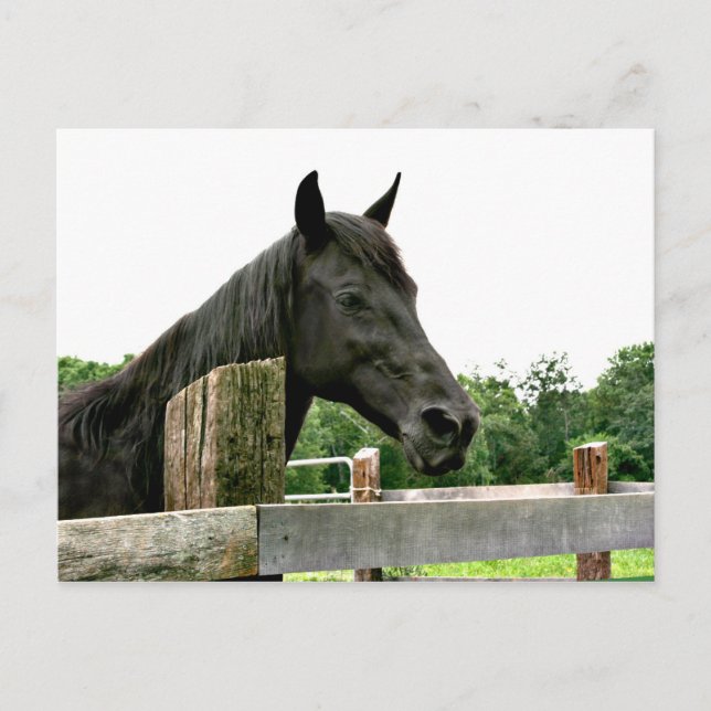 Carte Postale Cheval noir (Devant)