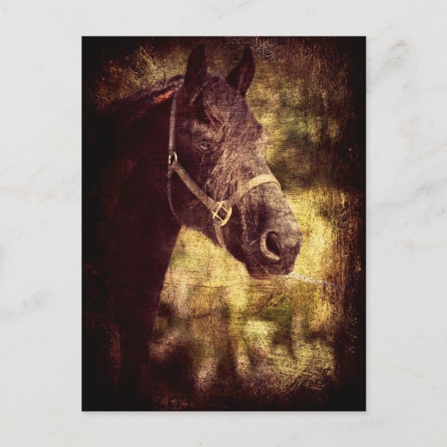 Carte Postale Cheval noir (Devant)