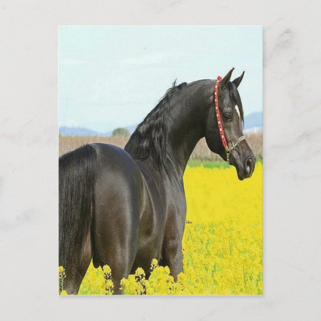 Carte Postale Cheval noir (Devant)