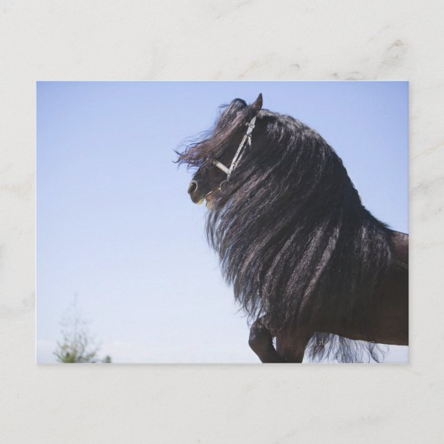 Carte Postale cheval noir à longue crinière (Devant)