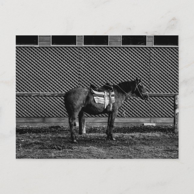 Carte Postale Cheval noir et blanc (Devant)