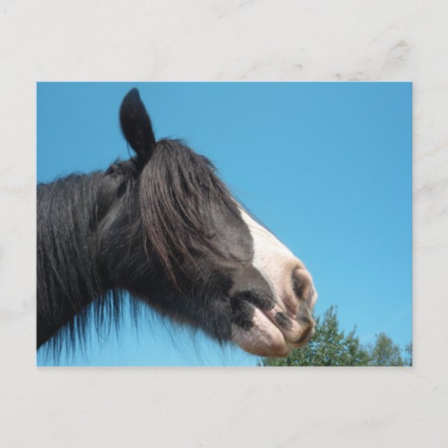 Carte Postale Cheval noir et blanc / Pony - Photos de Cheval (Devant)