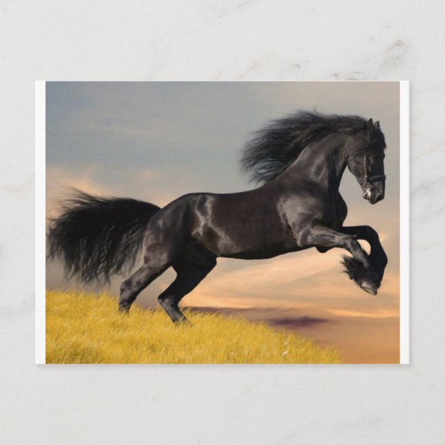 Carte Postale cheval noir sur le désert (Devant)