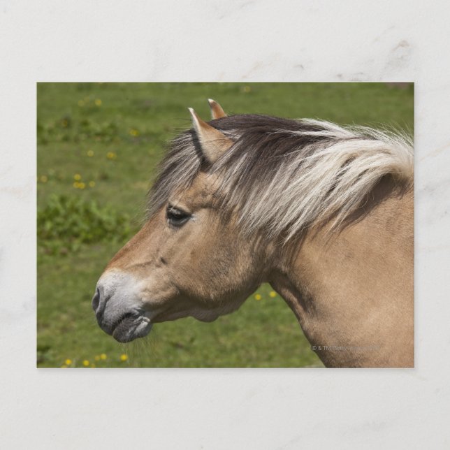 Carte Postale Cheval norvégien du fjord (Devant)