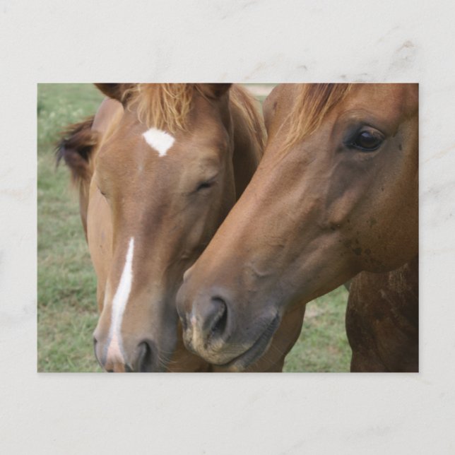 Carte postale Cheval Nuzzle (Devant)