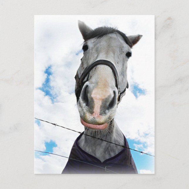 Carte Postale Cheval Obtenir Lippy - Visage drôle (Devant)