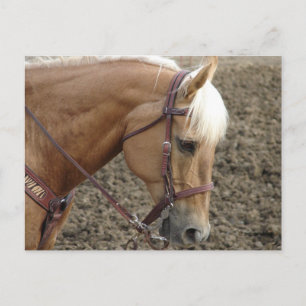 Carte Postale Cheval occidental Palomino