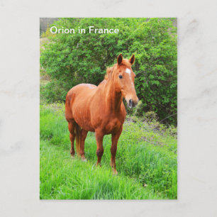 Carte Postale Cheval Orion en France