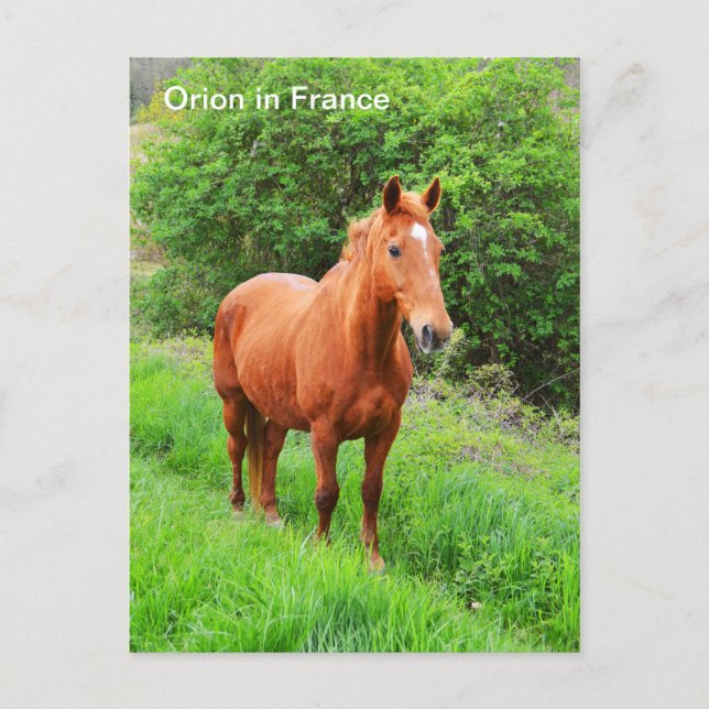 Carte Postale Cheval Orion en France (Devant)