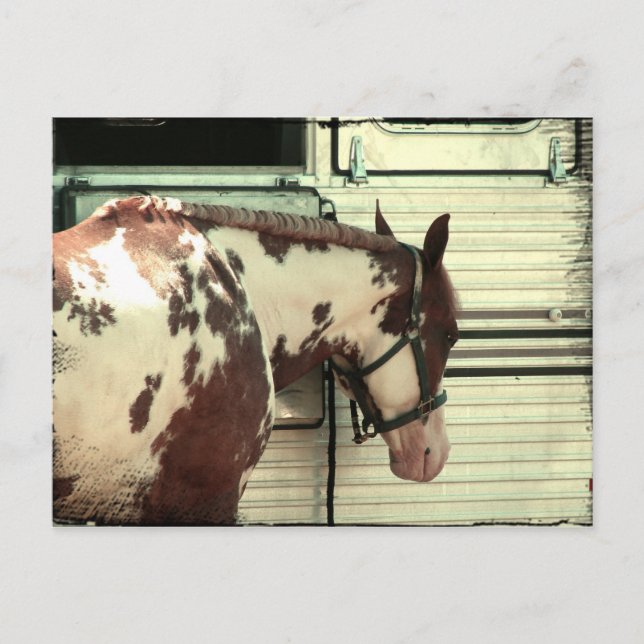 Carte Postale Cheval Paint Horse à la remorque (Devant)
