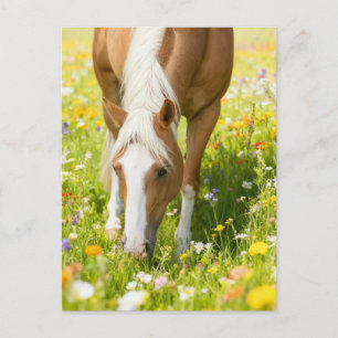 Carte Postale Cheval paint palomino dans la prairie fleurie