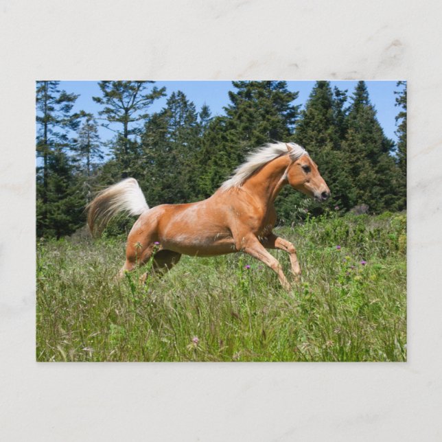 Carte Postale Cheval Palomino courant à travers une prairie (Devant)