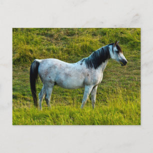 Carte Postale cheval Palouse, Colfax, région de Palouse, Washing