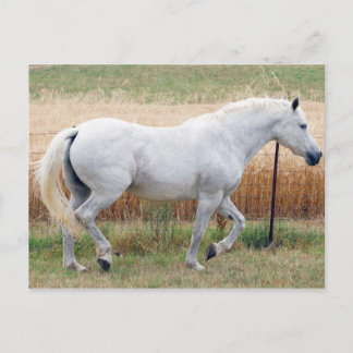 Carte Postale Cheval Par Une Clôture