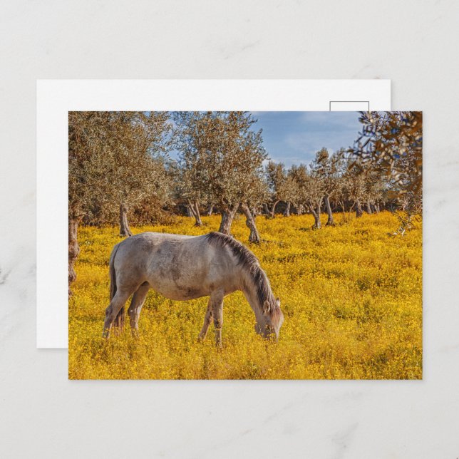 Carte Postale Cheval pâturant dans une prairie fleurie jaune (Devant / Derrière)