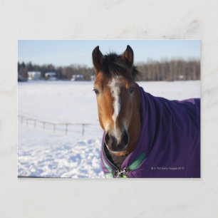Carte Postale Cheval pâturant sur un champ enneigé à Ekero