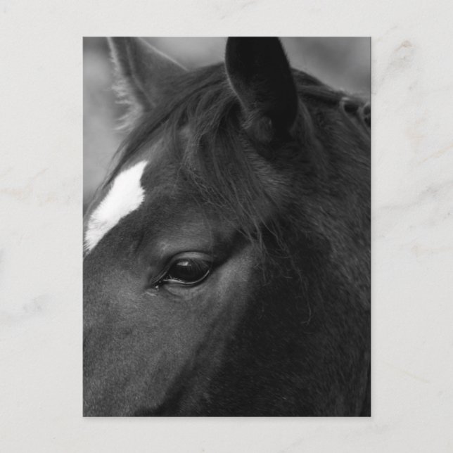 Carte Postale Cheval pccnm (Devant)