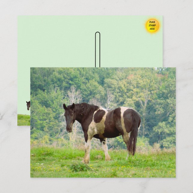 Carte Postale Cheval peint américain dans un champ (Devant / Derrière)