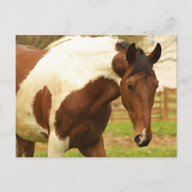 Carte postale Cheval Peinture itinérante (Devant)