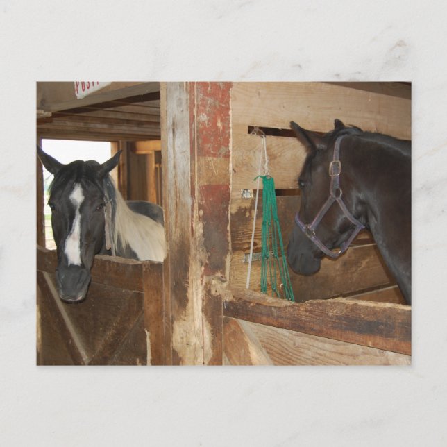 Carte Postale Cheval Peinture/Pinto (Devant)