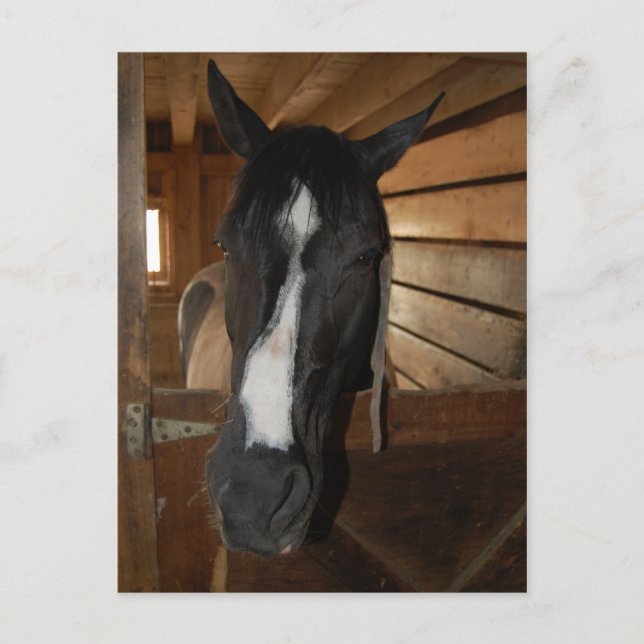 Carte Postale Cheval Peinture/Pinto (Devant)