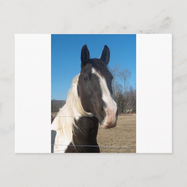 Carte Postale Cheval Pinto (Devant)