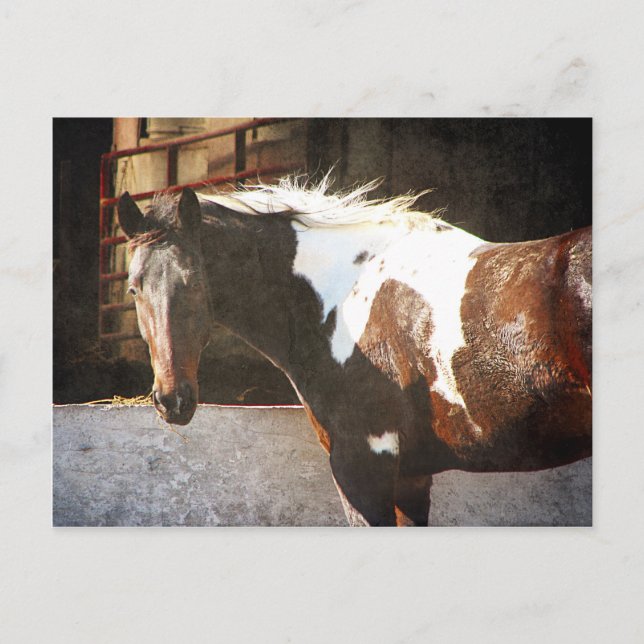 Carte Postale Cheval Pinto (Devant)