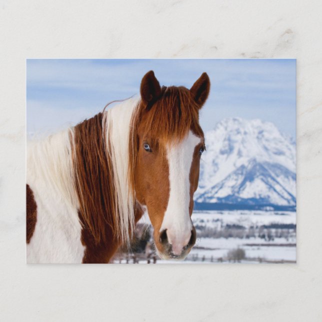 Carte Postale Cheval Pinto Mount Moran en hiver (Devant)