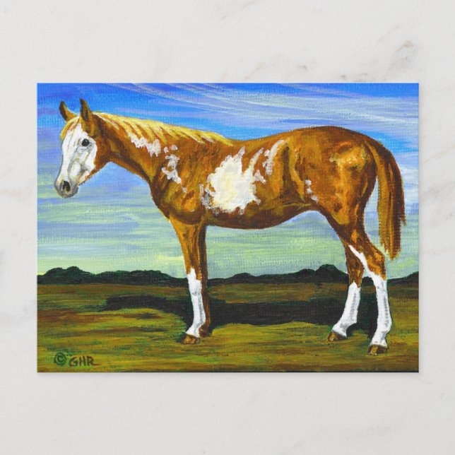 Carte postale Cheval Pinto/Paint (Devant)
