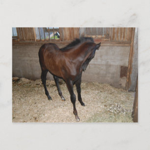 Carte Postale Cheval/Pony