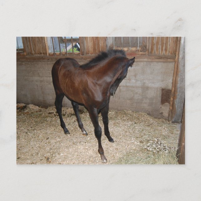 Carte Postale Cheval/Pony (Devant)