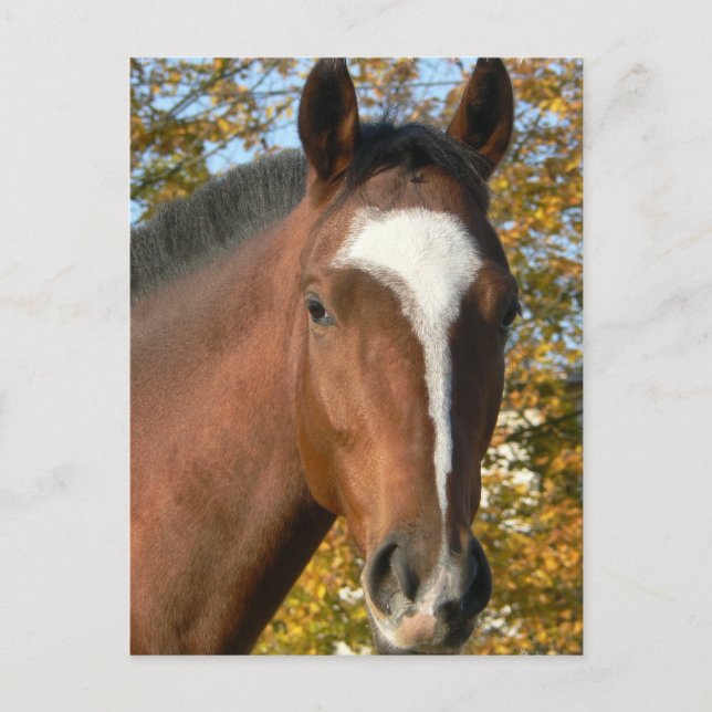 Carte postale Cheval Quarter (Devant)